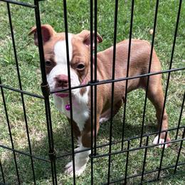 M. Red Female - Red female Boston Terrier puppy in Mc Donough, Georgia from Ballard Boston Terriers