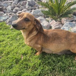 Rosa - Dachshund