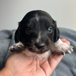 Dandelion - Piebald male Dachshund puppy in Allenhurst, Georgia from B’s Dapper Dachshunds
