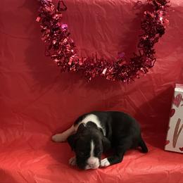 Riley Green - Brindle male Boxer puppy in Willard, North Carolina from Boone’s Boxers of North Carolina