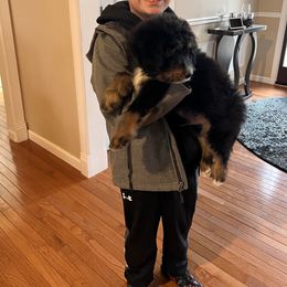 Bernedoodle Puppies from A MAYSING Bernedoodles