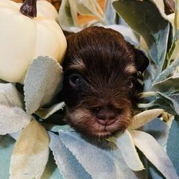 Liver tan - Liver male Miniature Schnauzer puppy in Malvern, Arkansas from Deep South Miniature Schnauzers