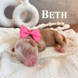 Bernedoodle and Goldendoodle Puppies from Hello Doodle Ranch