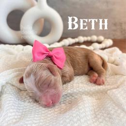 Bernedoodle and Goldendoodle Puppies from Hello Doodle Ranch