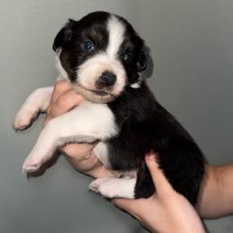 Nymph - Black tri-color female Australian Shepherd puppy in Weeki Wachee, Florida from Ace of Spades Australian Shepherds