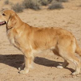 Limbo - Golden Retriever