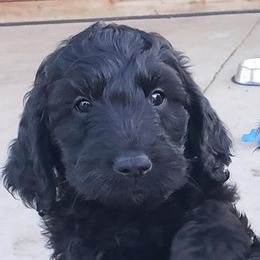 Goldendoodles from A&W Doodles