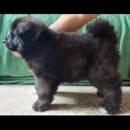 Sunny - Black, silver undercoat female Akita puppy in Granbury, Texas from Folklore Akitas