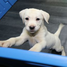 Girl - Yellow female Labrador Retriever puppy in Lakeside, California from Labs To Love