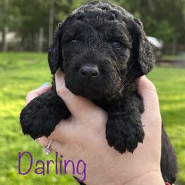Goldendoodle Puppies from Muddy Acre Pups