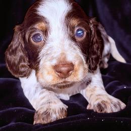 Beau - Piebald male Dachshund puppy in South Fulton, Tennessee from Stiles' Mini Doxies