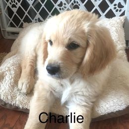 Goldendoodle Puppies from CharLia's Holistic English Cream Golden Retrievers & Doodles