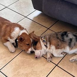 American Corgi and Pembroke Welsh Corgi All Grown Up from Boba Tea Corgis