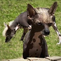 Chinese Crested puppies from Western Kentucky Chihuahua’s and Chinese Crested’s