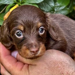 IVY Akc full rights  Russian ( Littl Fut champion lines) - Chocolate and tan female Dachshund puppy in Call, Texas from Dachshund D’Amore