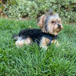 Yorkshire Terrier Puppies from Sunshine Yorkies