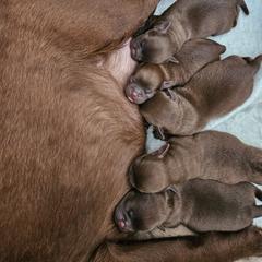 Brussels Griffon Puppies from Rose Urlacher