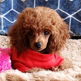 Poodle Puppies from Poodles Perfected