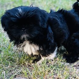 Shih Tzu Puppies from Shih Tzu U