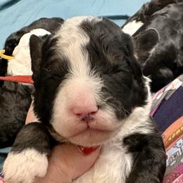 Red collar girl - Tri-color female Bernedoodle puppy in Lake, Michigan from 3 King Doodles & Poodles