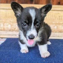 Niles Crane - Brindle and white male American Corgi puppy in Shawnee, Oklahoma from Sunray Ranch
