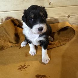 Mimi - Black tri-color female Australian Shepherd puppy in Fort Morgan, Colorado from 4B Ranch & Livestock, LLC