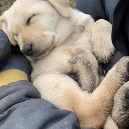 Labrador Retrievers from Cedarbay Labrador Retrievers