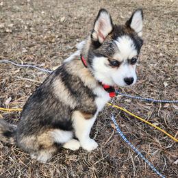 Mythic - Pomsky