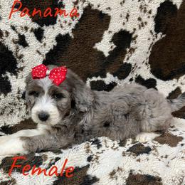 Panama - Blue merle female Aussiedoodle puppy in Cleveland, Tennessee from C&S Kennels