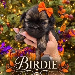 Birdie - Black female Shih Tzu puppy in Montgomery, Texas from Furbourne Farm