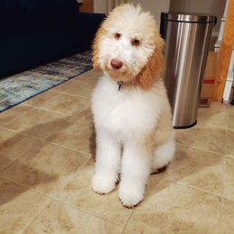 Old English Sheepdog and Sheepadoodle Puppies from Dallas Doodle Ranch