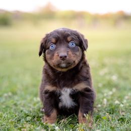Rip - Red tri male Miniature Australian Shepherd puppy in Yantis, Texas from Marie Mini Aussies