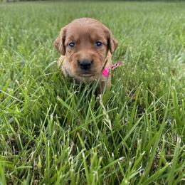 Girl 3 - female Golden Retriever puppy in Bristol, Tennessee from The Dogstead