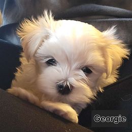 Boy 3 - White Maltese puppy in Kane, Pennsylvania from Emerald Maltese