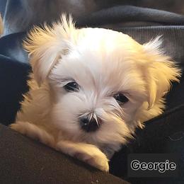 Boy 3 - White Maltese puppy in Kane, Pennsylvania from Emerald Maltese
