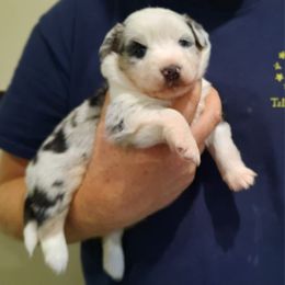 Angel - Blue merle Australian Shepherd puppy in Roanoke, Virginia from Miniature Angels Farm