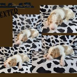 Dexter - Parti male Poodle puppy in Mcbain, Michigan from Northern Creek