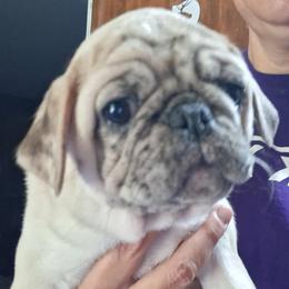 Lilac or White Male with blue eye and blue Merle eye - White male Pug puppy in Gadsden, Alabama from Carla's Pugs