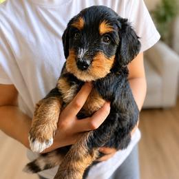 Radiohead - Tri-color male Bernedoodle puppy in Little Rock, Arkansas from Darlin’s Doodles