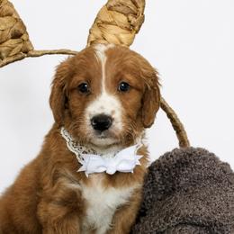 Gigi - Red  female Goldendoodle puppy in Yukon, Oklahoma from Silver Barn Doodles