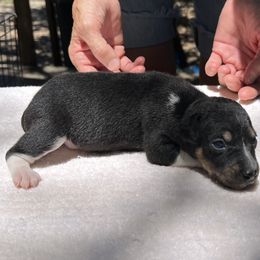 Mac - Black white and tan male Rat Terrier puppy in Gonzales, Texas from Sunshine Deckers