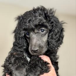 Finch - Black male Poodle puppy in Peyton, Colorado from Fuzzybottoms Ranch LLC