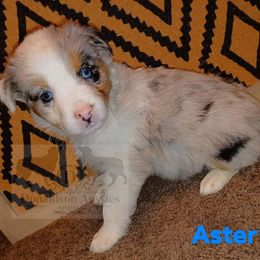 Australian Shepherd Puppies from Donaldson Aussies