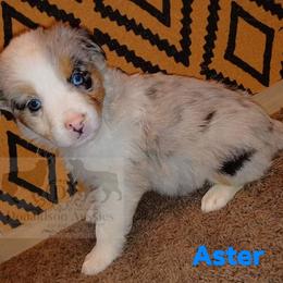 Australian Shepherd Puppies from Donaldson Aussies