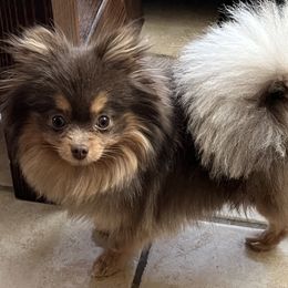 Chihuahua and Pomeranian Puppies from Hummingbird & Fox