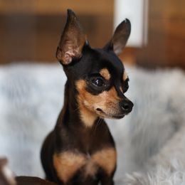 Mickey - Russian Toy