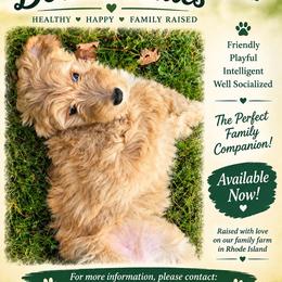 Janice - Sable female Bernedoodle puppy in Coventry, Rhode Island from Greene Tree Bernadoodle