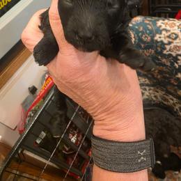 Girl 3 - Black female Poodle puppy in Louisville, Mississippi from Cindy's Poodles