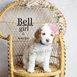 Bell (light blue collar) girl - Parti female Goldendoodle puppy in Corona, California from Fluffy Puppy Mini Doodles LLC