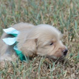 Bobby - Cream male Dachshund puppy in Paris, Texas from Michel Creek Kennel